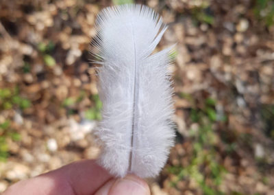 Plumes en vrac