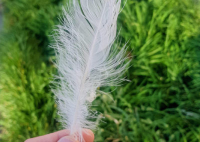Plumes en vrac