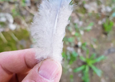 Plumes en vrac
