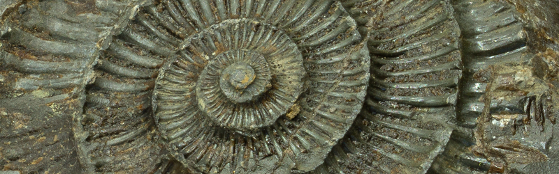 Fossile
