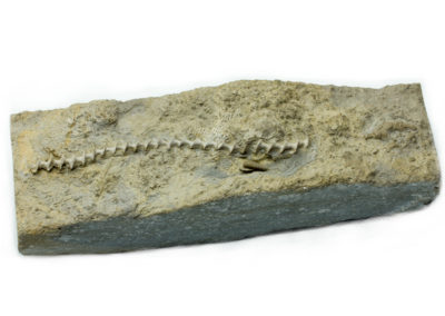 Fossile - Carbonifère - Bryozoaire, Archimède (Anna, Illinois, USA)