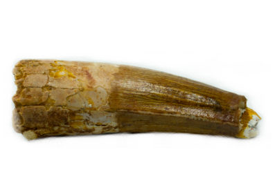 Fossile - Crétacé - Dent de dinosaure, Spinosaurus (Kem Kem, Maroc)