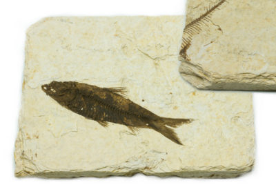 Fossile - Crétacé - Poisson, Clupcides (Brésil)