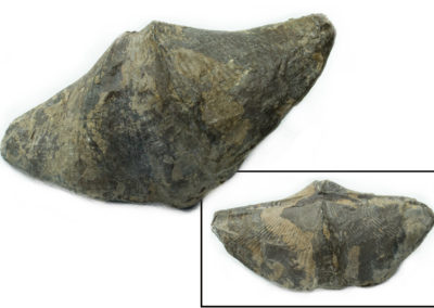 Fossile - Dévonien - Brachiopode, Spirifer (Barvaux, Belgique)