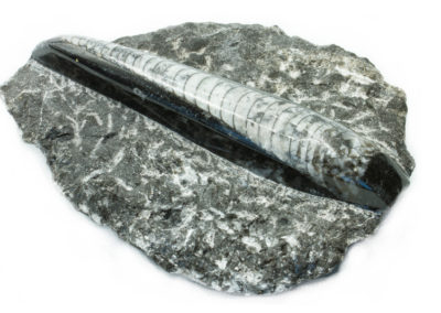 Fossile - Dévonien - Céphalopode, Orthoceras (Altdorf, Saxe, Allemagne) - Poli