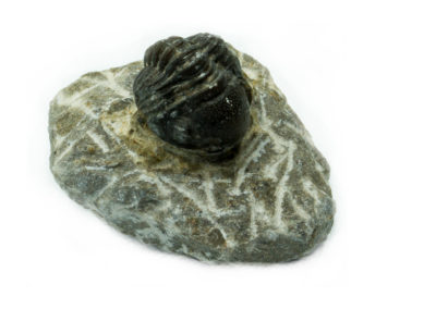 Fossile - Dévonien - Trilobite, Phacops (Alnif, Maroc)