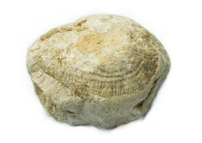 Fossile - Jurassique - Corail, Thecosmulia (Nattheim, Allemagne)