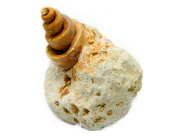 Fossile - Jurassique - Gastéropode (Agadir, Maroc) - Moule interne
