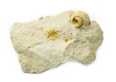 Fossile - Tertiaire - Coquillage (Monte-Lessini, Vérone, Italie)