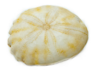 Fossile - Tertiaire - Oursin, Rotuloidea funbriata (Safi, Maroc)