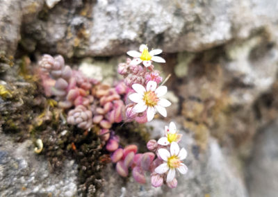 Galerie d’images – Flores on the wall