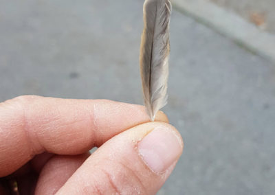 Plumes en vrac