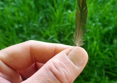 Plumes en vrac