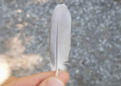 Plumes en vrac
