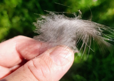 Plumes en vrac