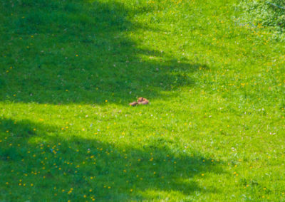 Renard roux, Puidoux, Vaud, Suisse