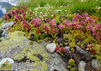 Galerie d’images – Succulentes