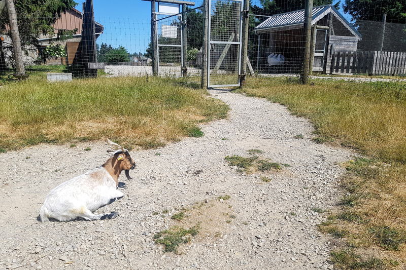 Visite - Parc polaire de Chaux-Neuve