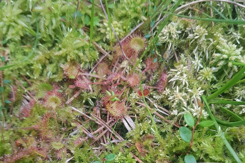 Randonnée - Sortie nature - Créer son herbier