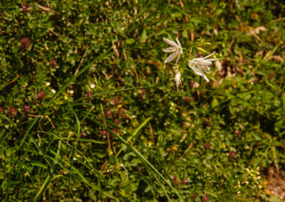 Lis blanc, Bisse du Rho, Valais, Suisse