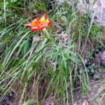 Lis orangé, Bisse de Savièse, Valais, Suisse