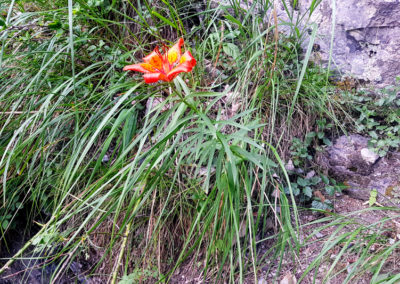 Lis orangé, Bisse de Savièse, Valais, Suisse