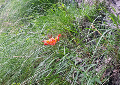 Lis orangé, Bisse de Savièse, Valais, Suisse