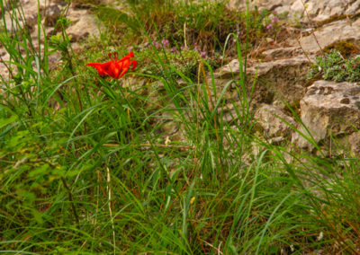 Lis orangé, Bisse de Savièse, Valais, Suisse