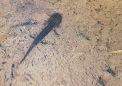 Salamandre tachetée - Larve, Vevey, Vaud, Suisse