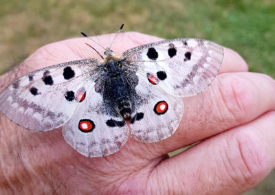 Apollon (Papillon), Zernez, Grisons, Suisse