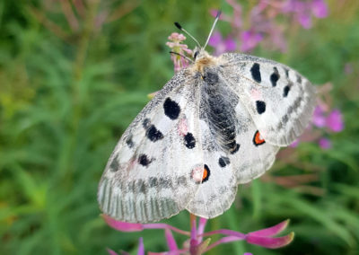 Apollon (Papillon), Zernez, Grisons, Suisse