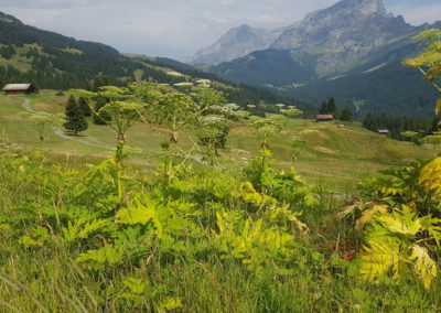 Berce du Caucase, Villars-sur-Ollon, Vaud, Suisse
