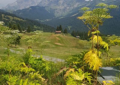Berce du Caucase, Villars-sur-Ollon, Vaud, Suisse
