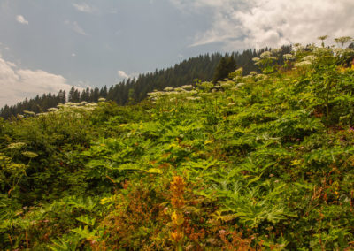 Berce du Caucase, Villars-sur-Ollon, Vaud, Suisse