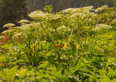 Berce du Caucase, Villars-sur-Ollon, Vaud, Suisse