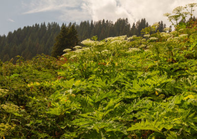 Berce du Caucase, Villars-sur-Ollon, Vaud, Suisse