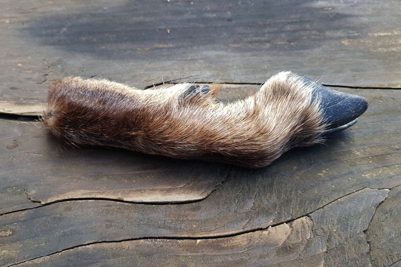 Chamois des Alpes - Empreintes