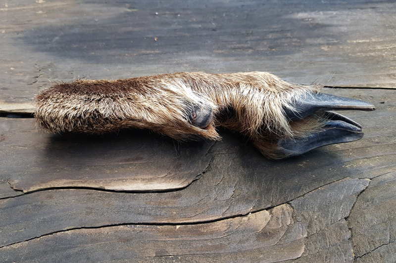 Chamois des Alpes - Empreintes