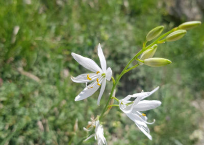 Lis blanc, Bisse du Rho, Valais, Suisse