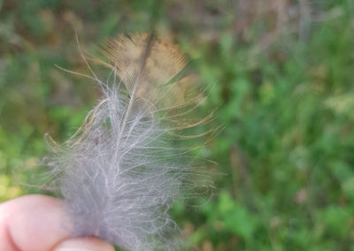 Plumes en vrac