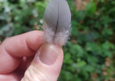 Plumes en vrac