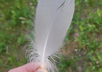 Plumes en vrac