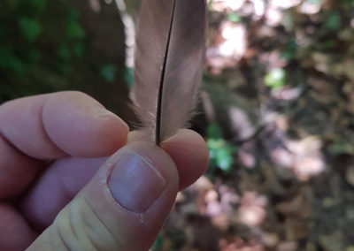 Plumes en vrac