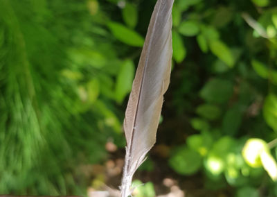 Plumes en vrac
