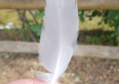 Plumes en vrac
