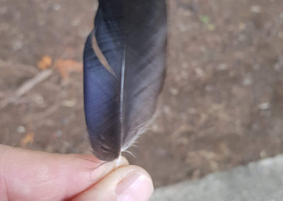 Plumes en vrac