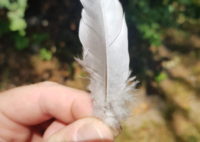Plumes en vrac