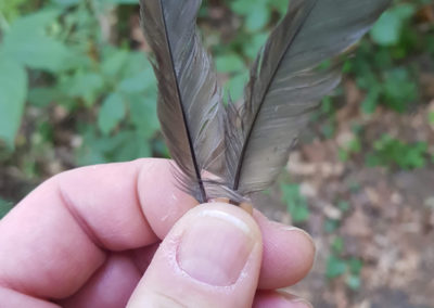 Plumes en vrac