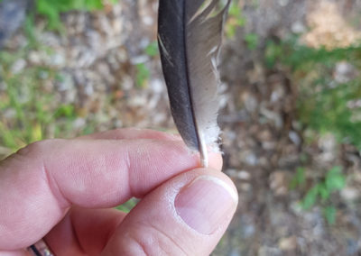 Plumes en vrac