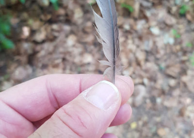 Plumes en vrac